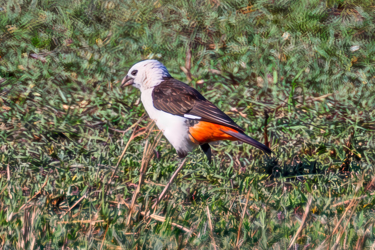 Alecto à tête blanche - ML643505175