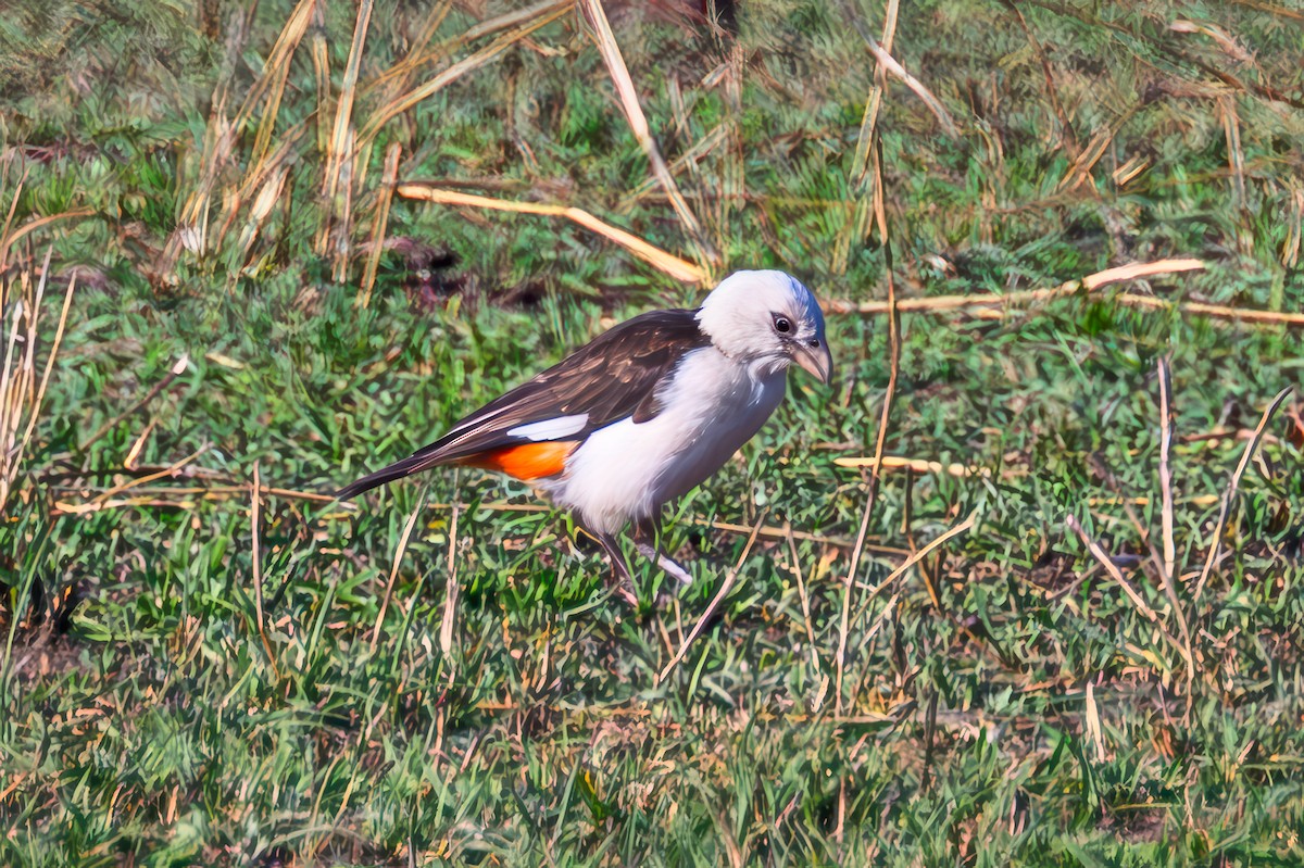Alecto à tête blanche - ML643505176