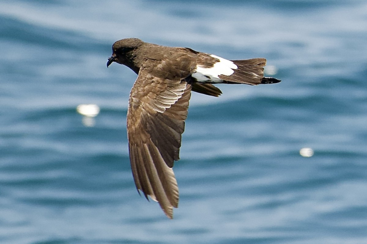 Wilson's Storm-Petrel - ML643505197