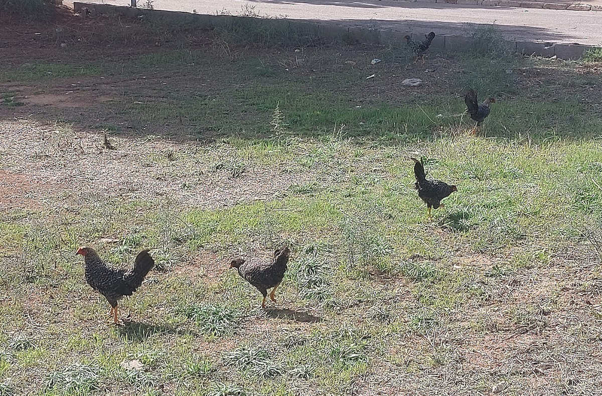 Red Junglefowl - ML643505199