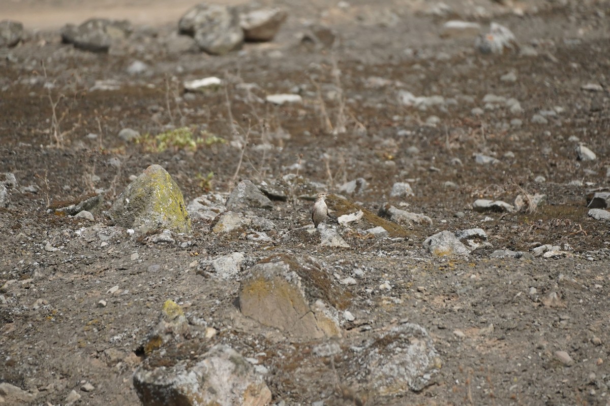 Grayish Miner - ML643505200