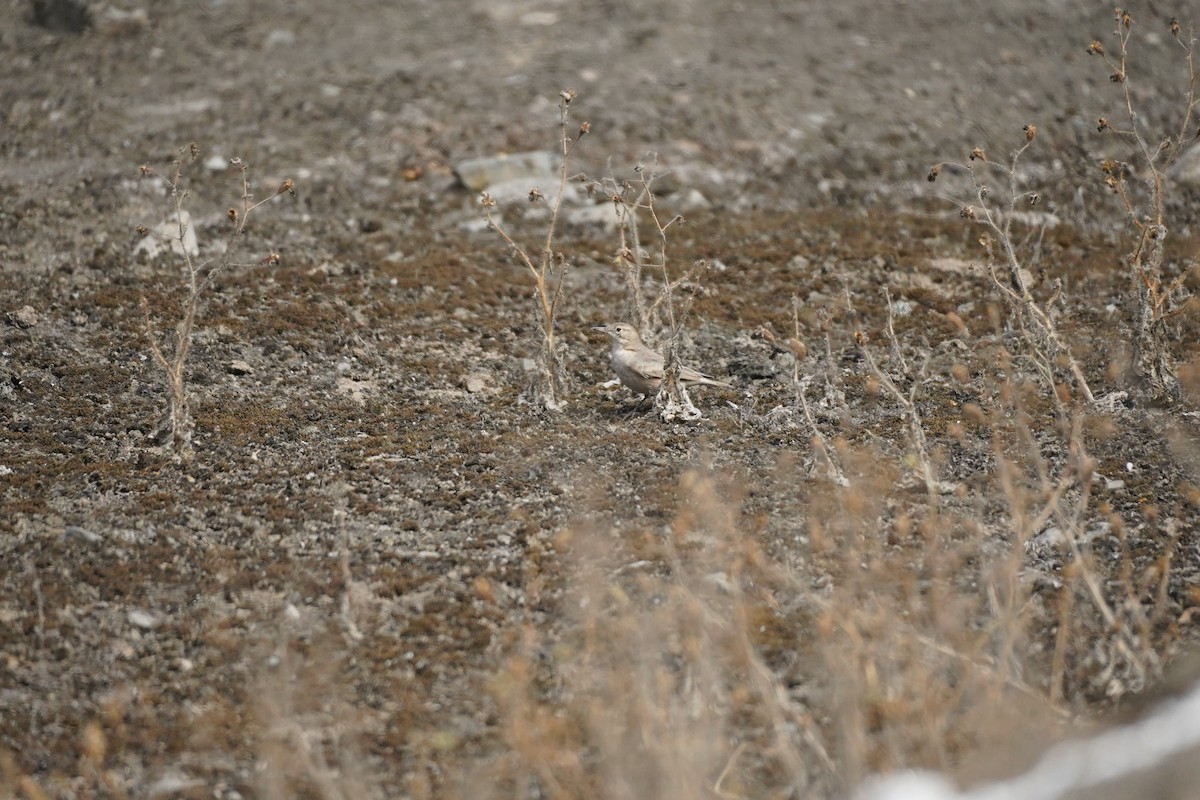 Grayish Miner - ML643505201