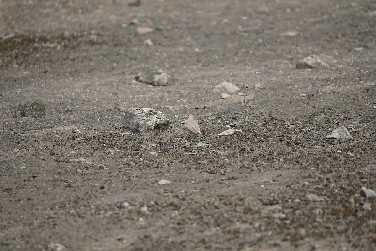 Grayish Miner - ML643505202