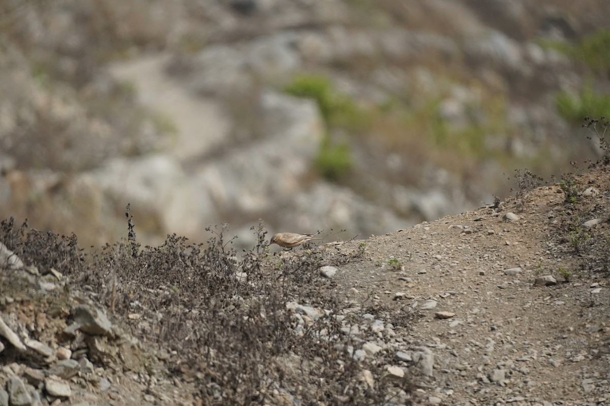 Grayish Miner - ML643505203