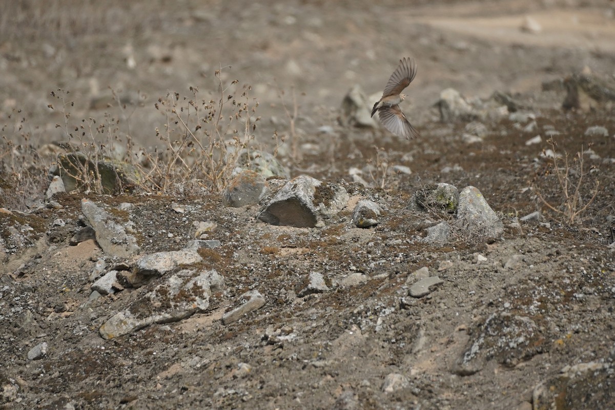 Grayish Miner - ML643505204