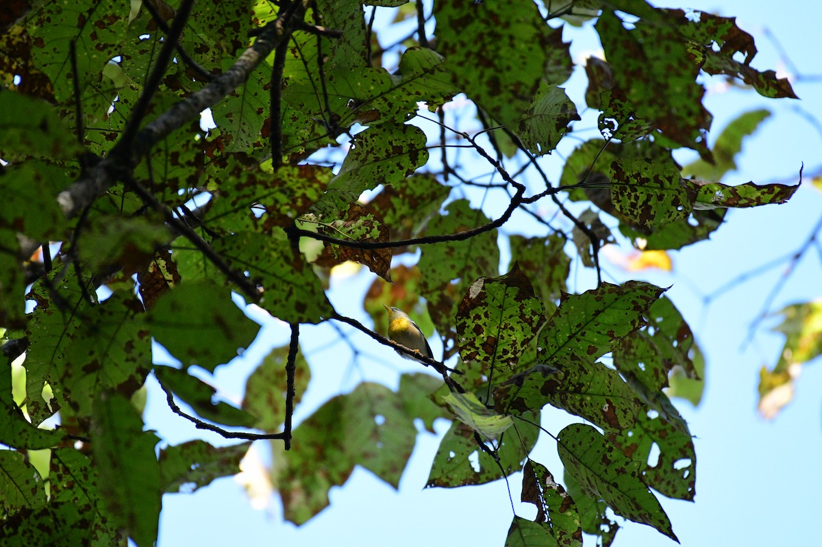 Northern Parula - ML643505210