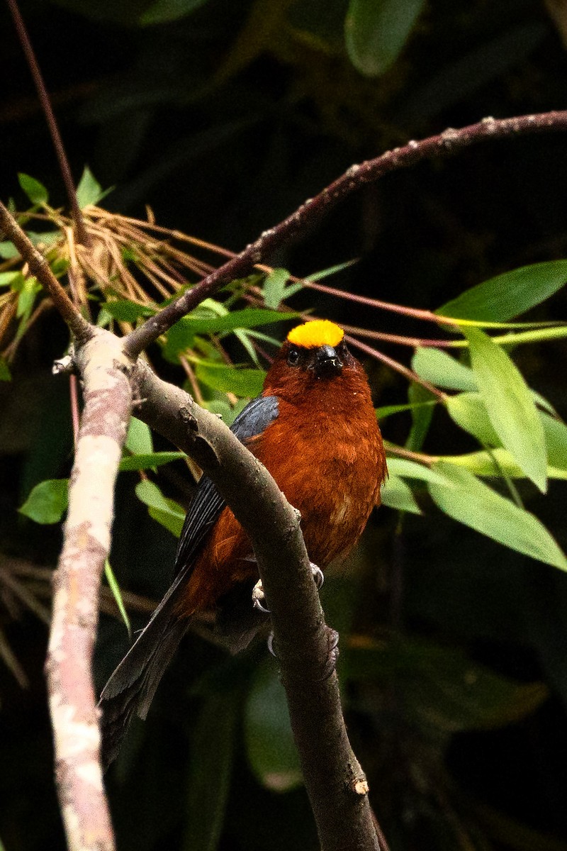 Plushcap - ML643505215