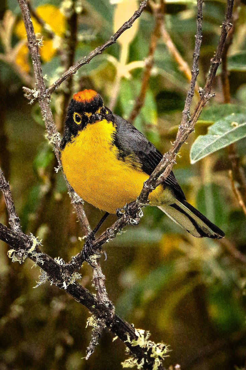 Spectacled Redstart - ML643505216
