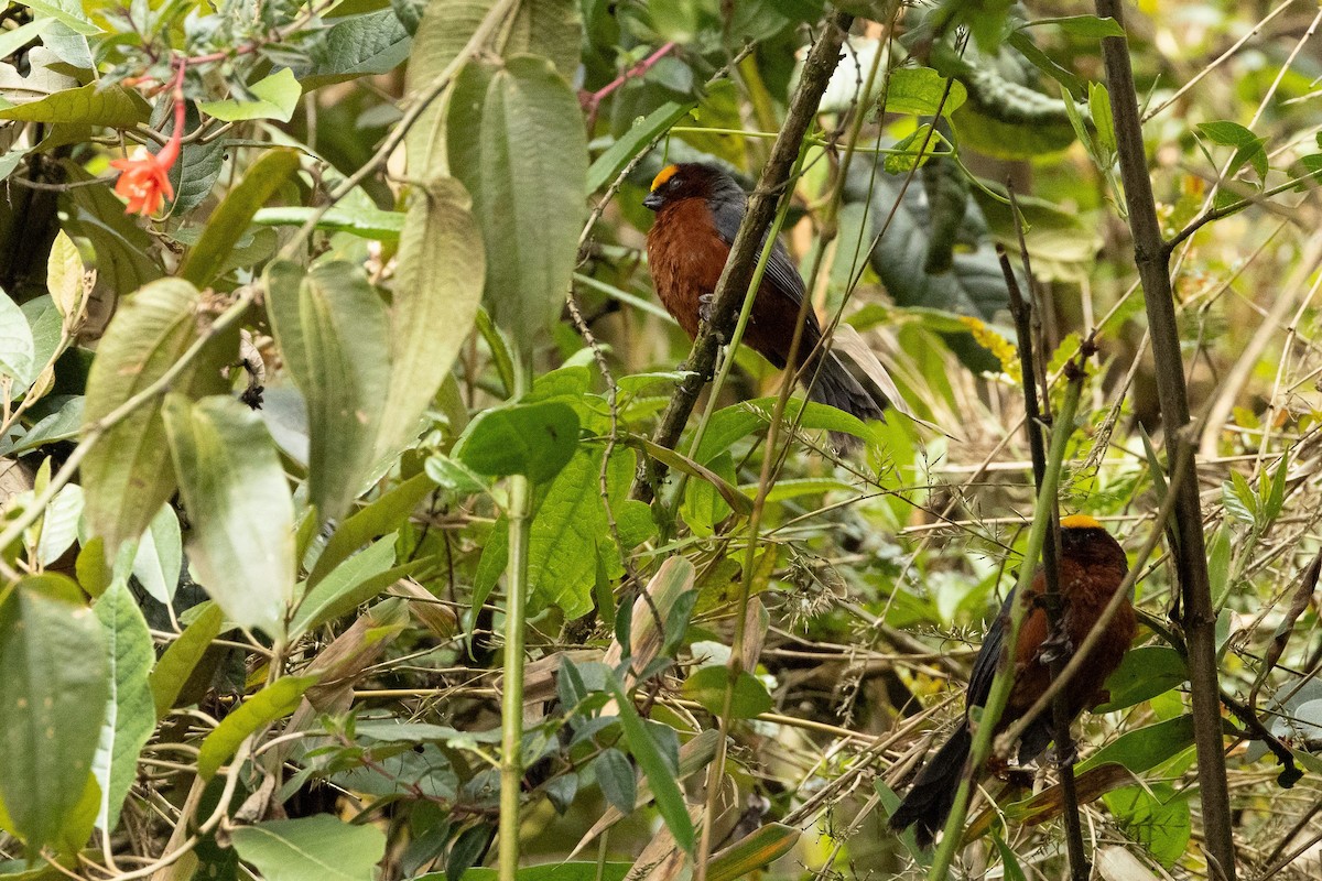 Plushcap - ML643505217