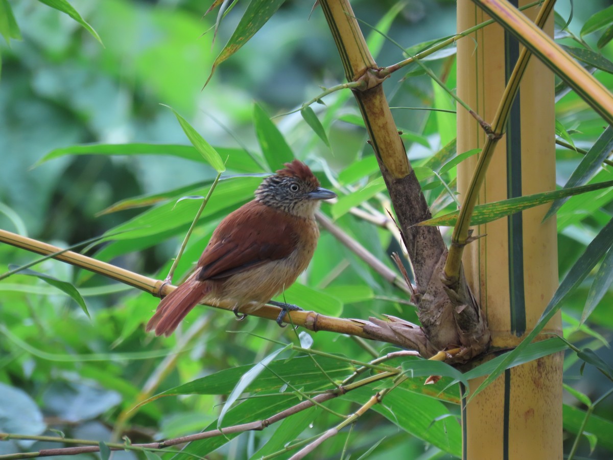 Barred Antshrike - ML643505220