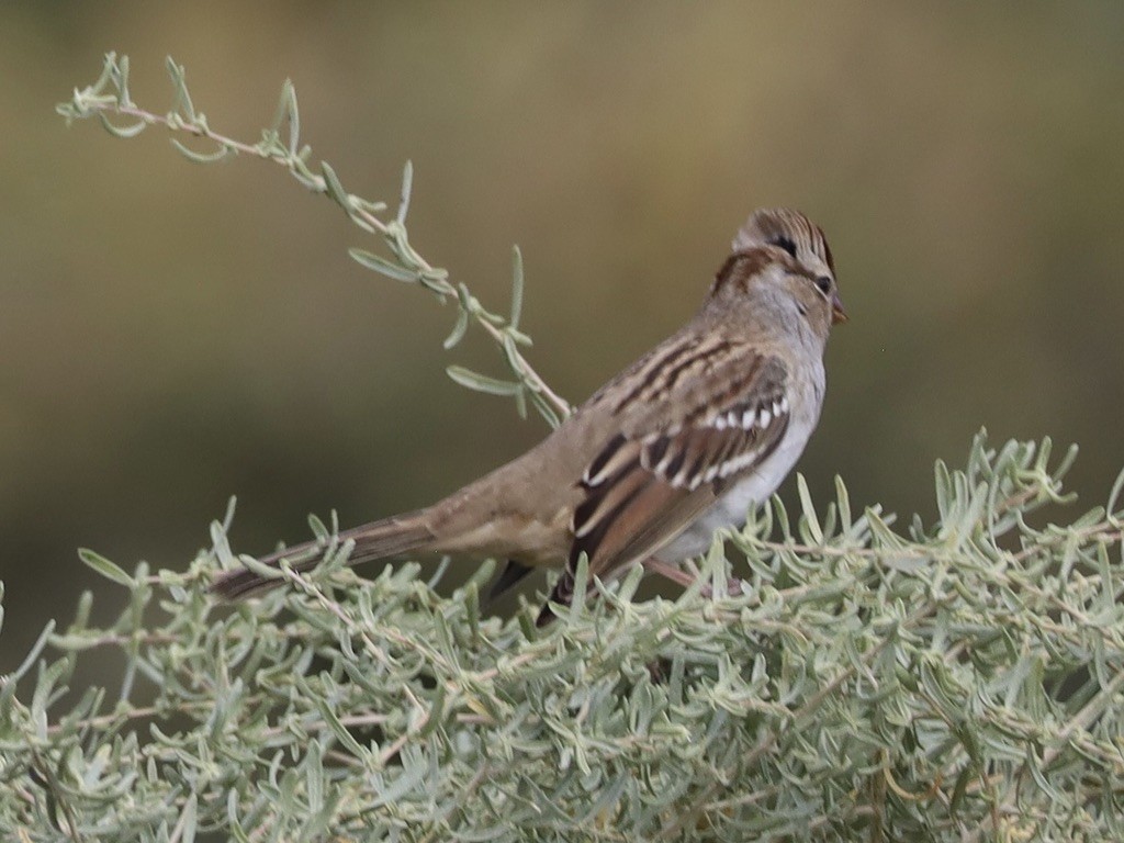 Chipping Sparrow - ML643505221