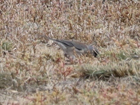 Dark-eyed Junco (Gray-headed) - ML643505238