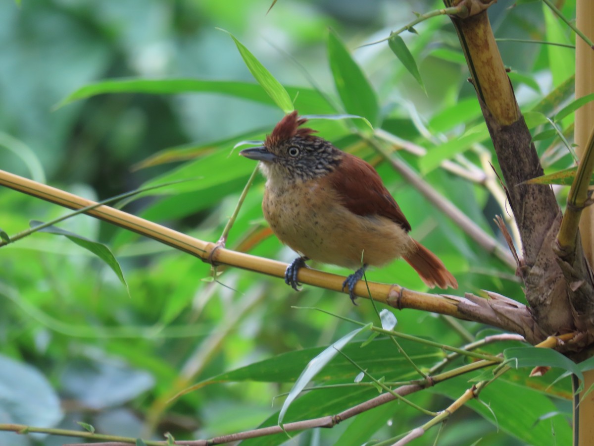 Barred Antshrike - ML643505250