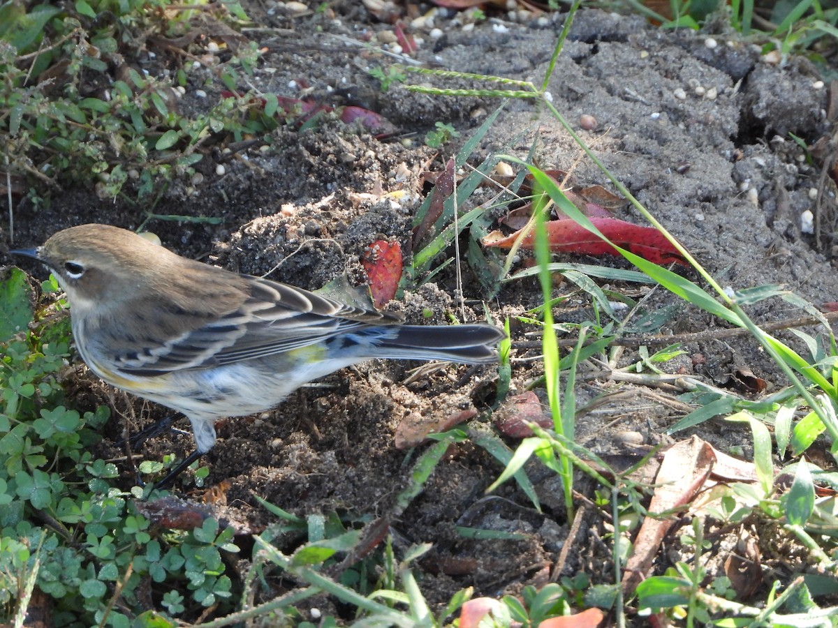 lesňáček žlutoskvrnný (ssp. coronata) - ML643505252
