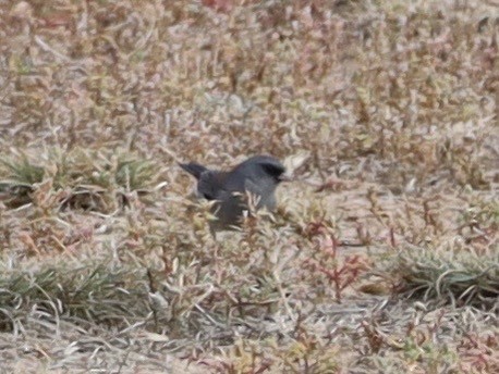 Dark-eyed Junco (Gray-headed) - ML643505256