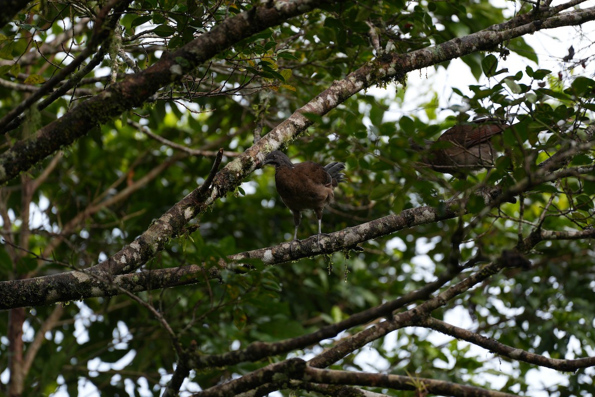 Gray-headed Chachalaca - ML643505257