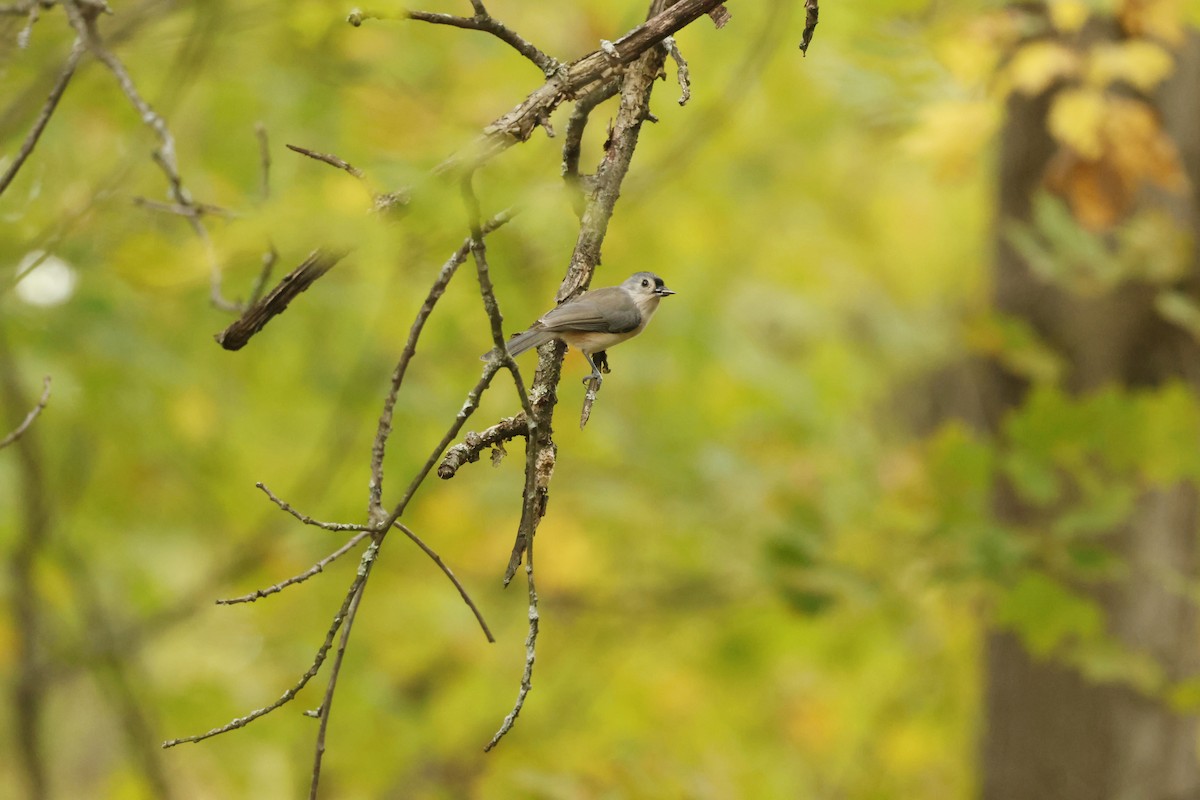 Tufted Titmouse - ML643505266