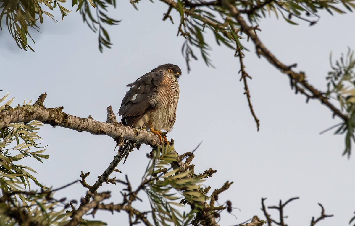 Little Sparrowhawk - ML643505270