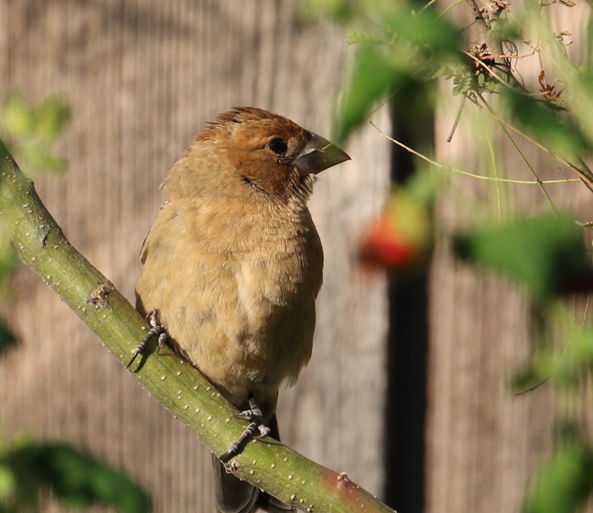 Blue Grosbeak - ML643505273