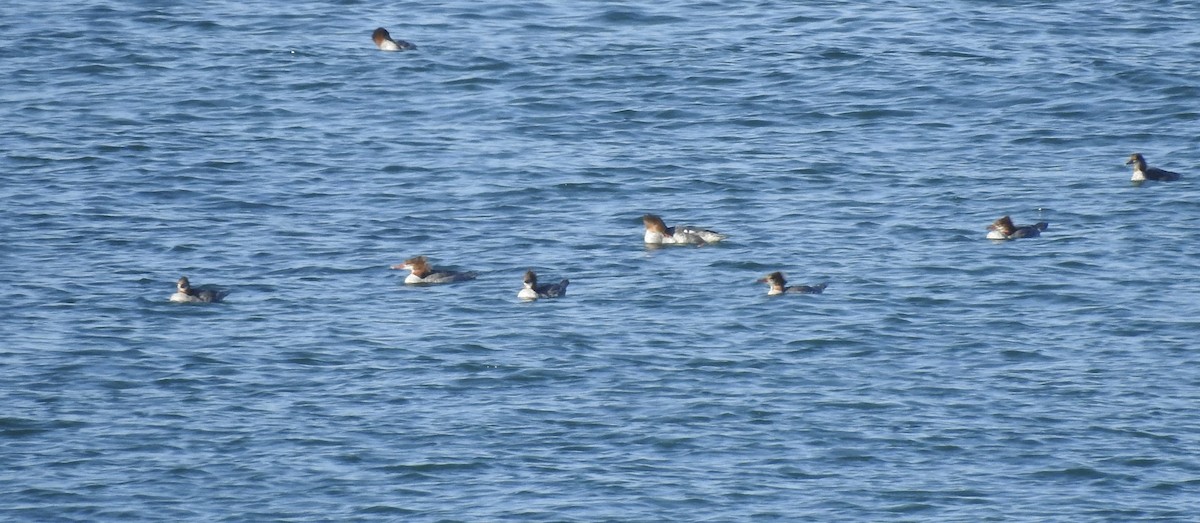 Common Merganser - ML643505288