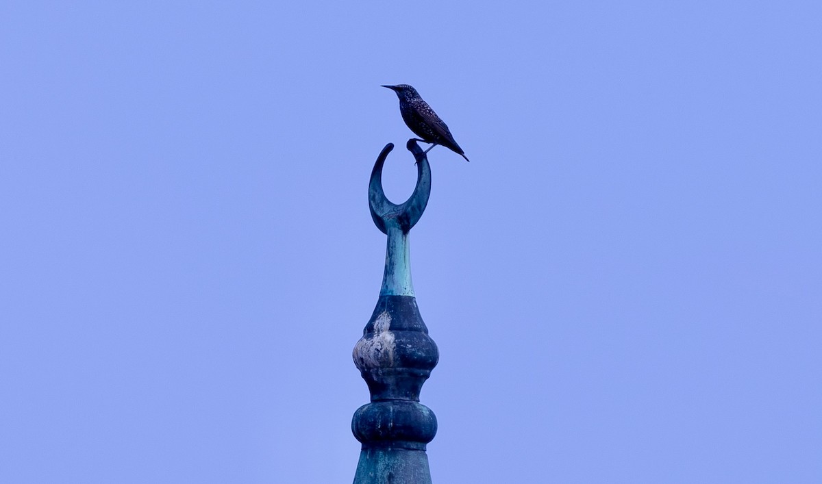 European Starling - ML643505295