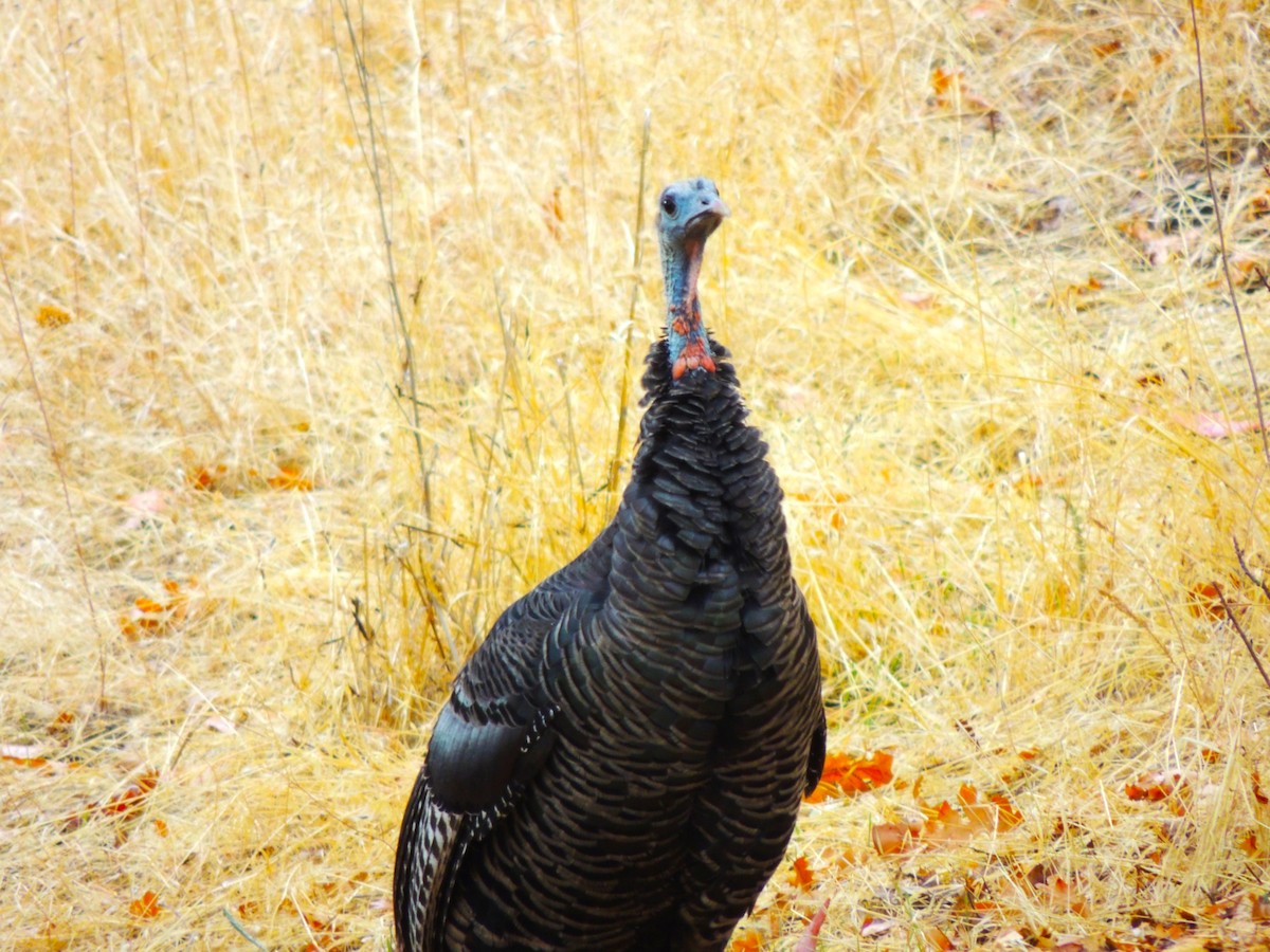 Wild Turkey - ML643505296