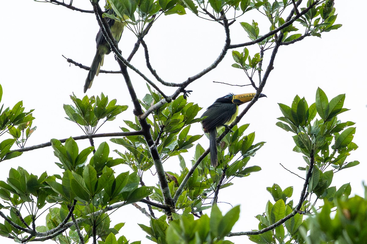 Lettered Aracari - ML643505299