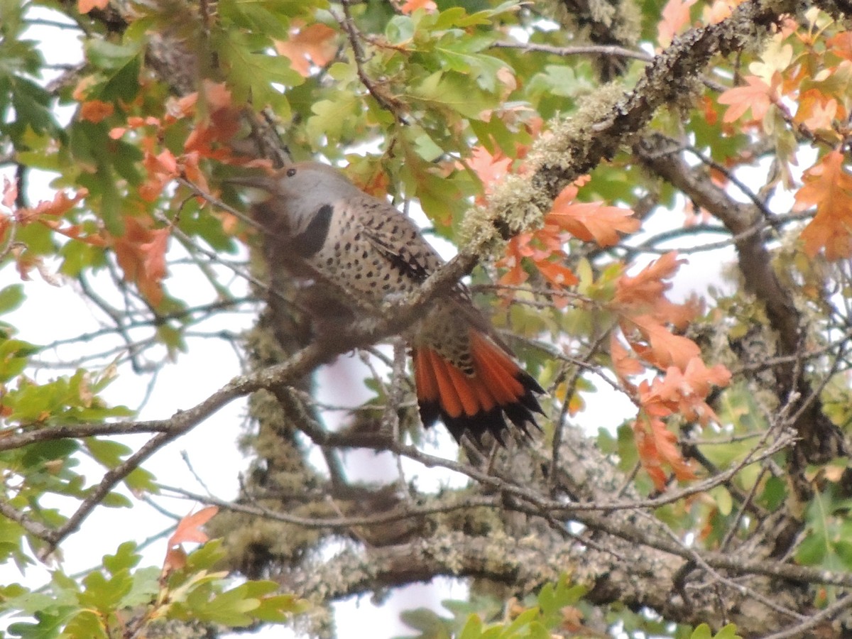 Northern Flicker - ML643505316