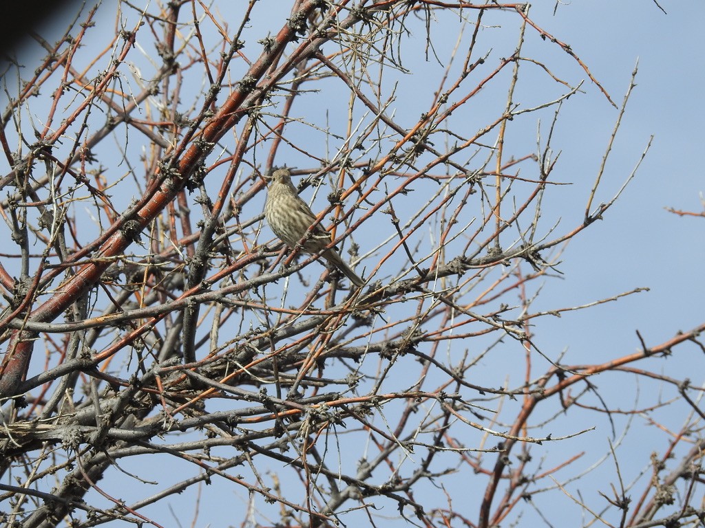 House Finch - ML643505331