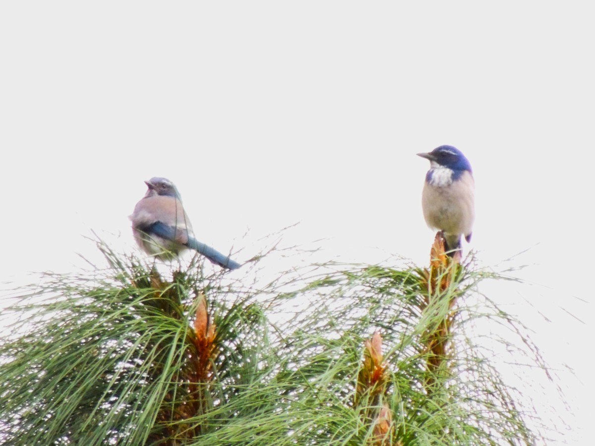 California Scrub-Jay - ML643505334