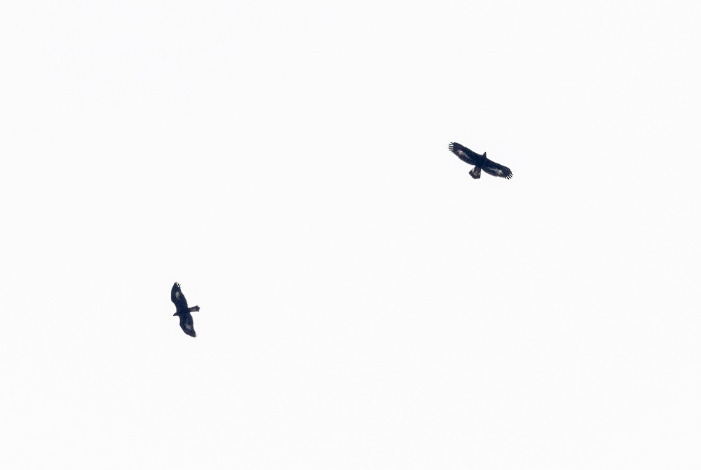 Golden Eagle - ML643505361