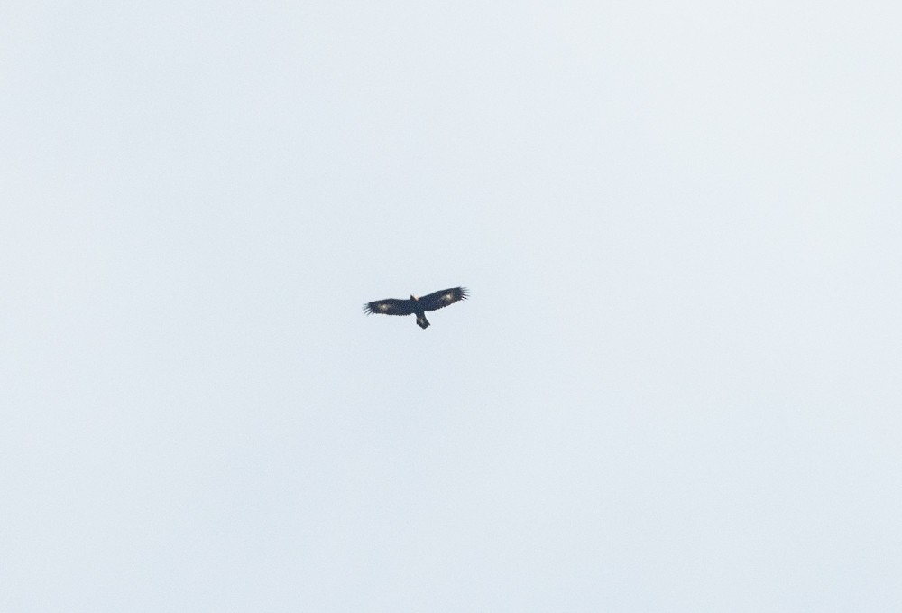 Golden Eagle - ML643505362