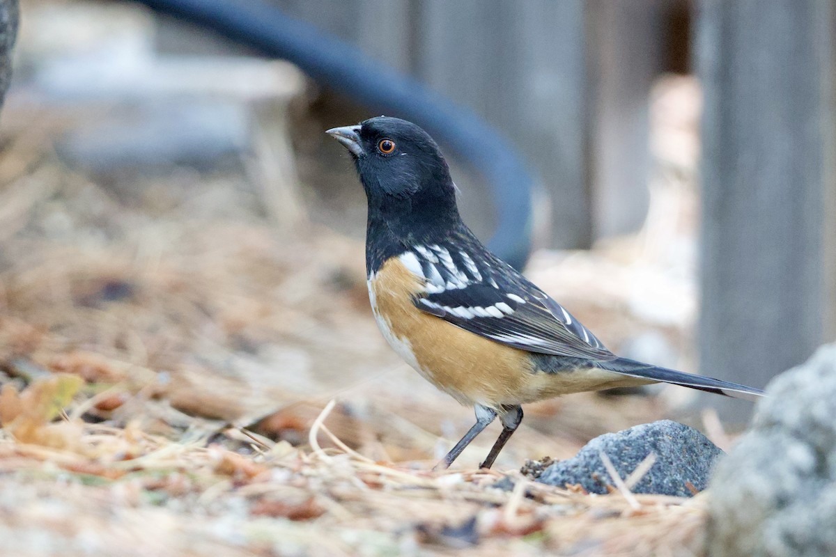 Spotted Towhee - ML643505366