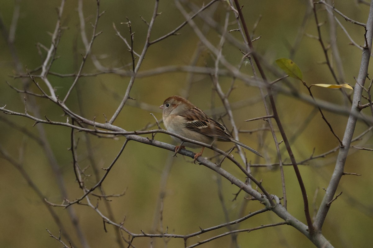 Field Sparrow - ML643505367