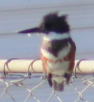 Belted Kingfisher - ML643505368