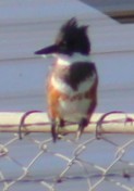 Belted Kingfisher - ML643505369