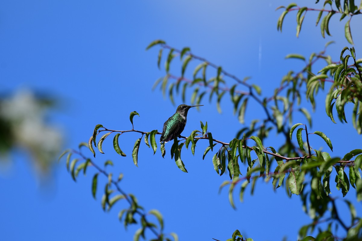 Ruby-throated Hummingbird - ML643505371
