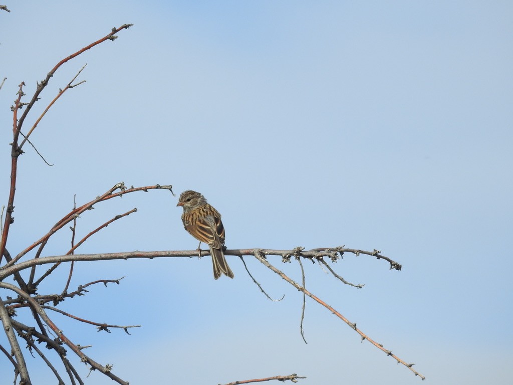 Chipping Sparrow - ML643505380