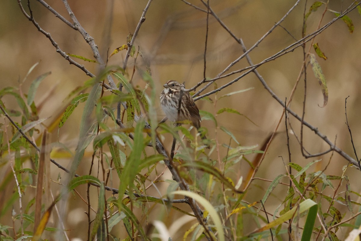 Song Sparrow - ML643505387