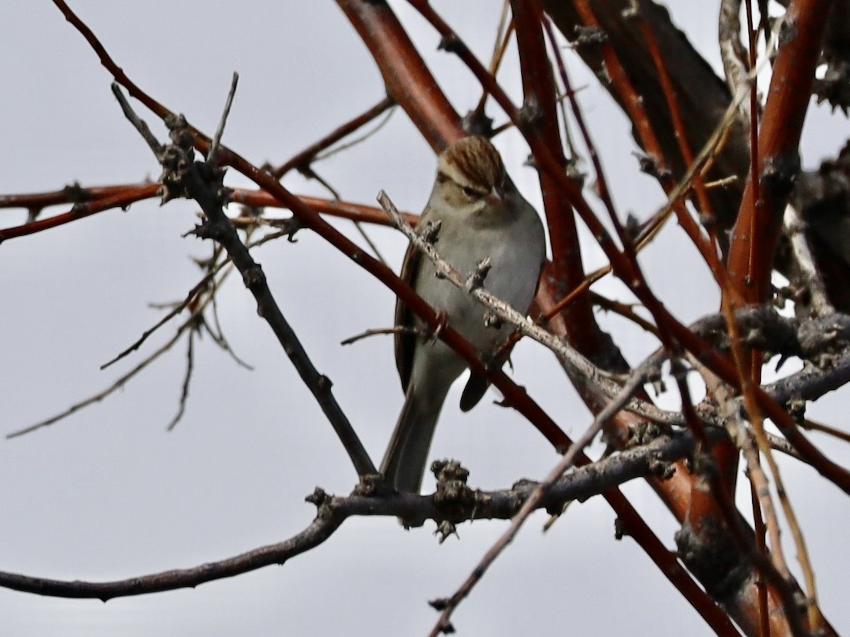 Chipping Sparrow - ML643505395