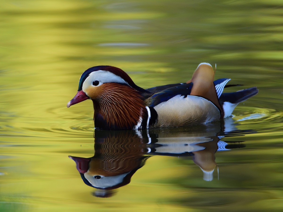 Canard mandarin - ML643505401