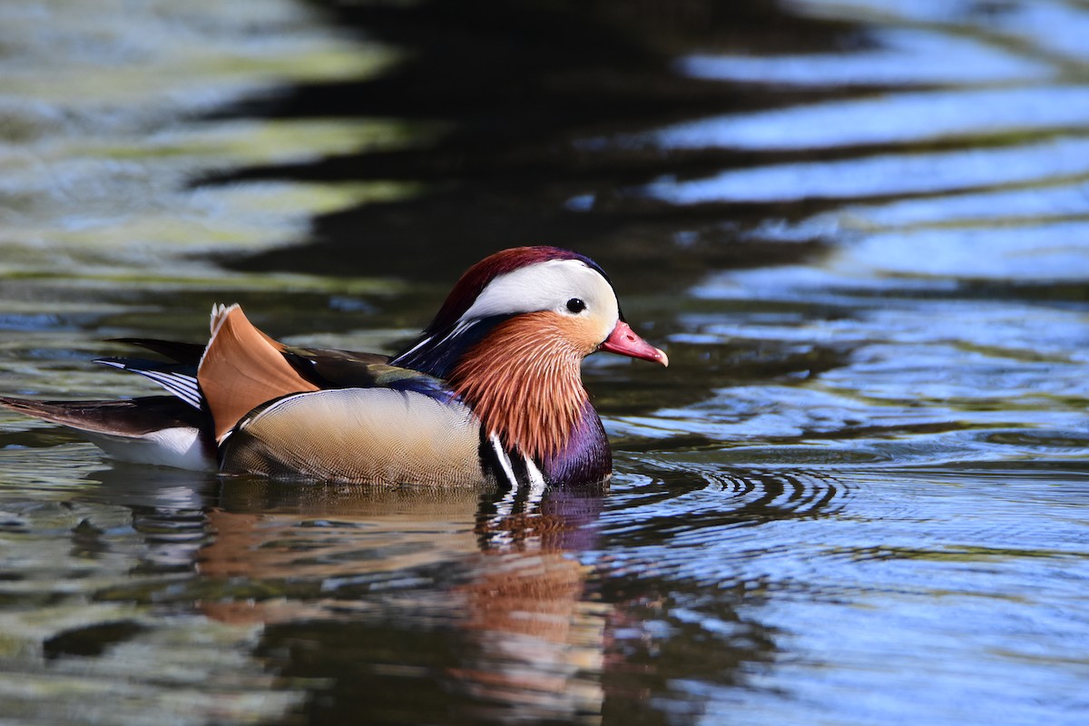 Canard mandarin - ML643505402