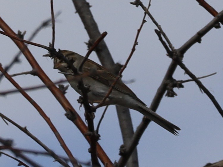 Chipping Sparrow - ML643505403