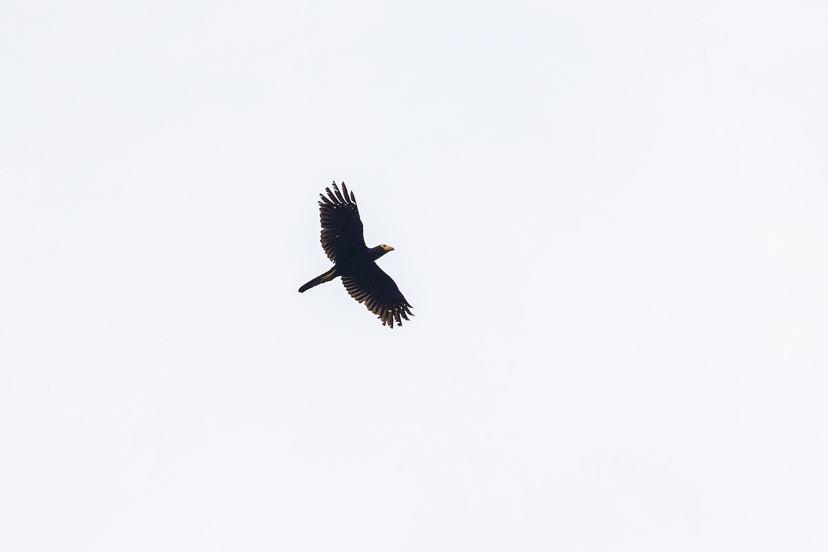 Black Caracara - ML643505404