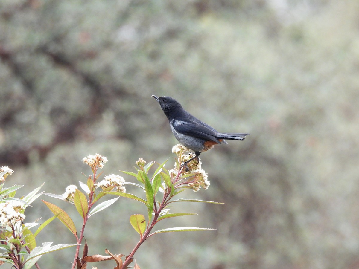 Gray-bellied Flowerpiercer - ML643505412