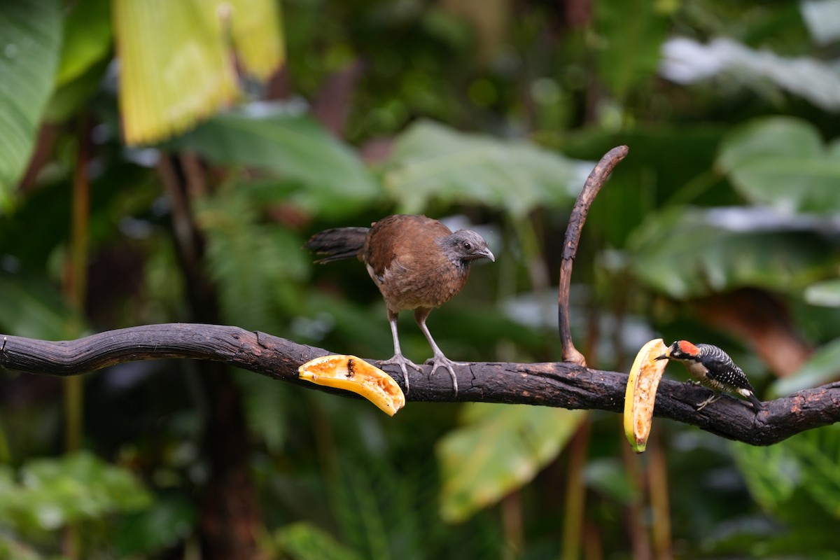 Gray-headed Chachalaca - ML643505455