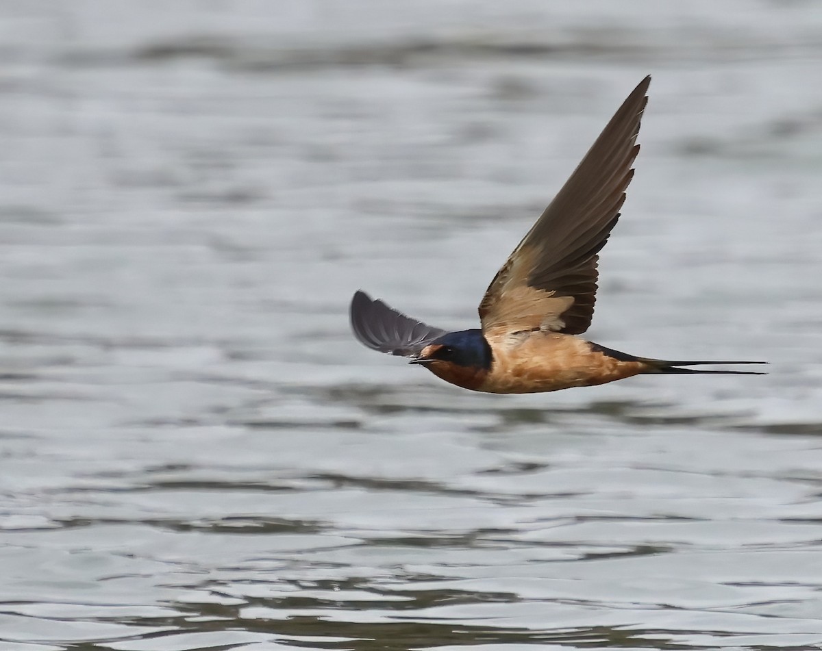 Barn Swallow - ML643505464