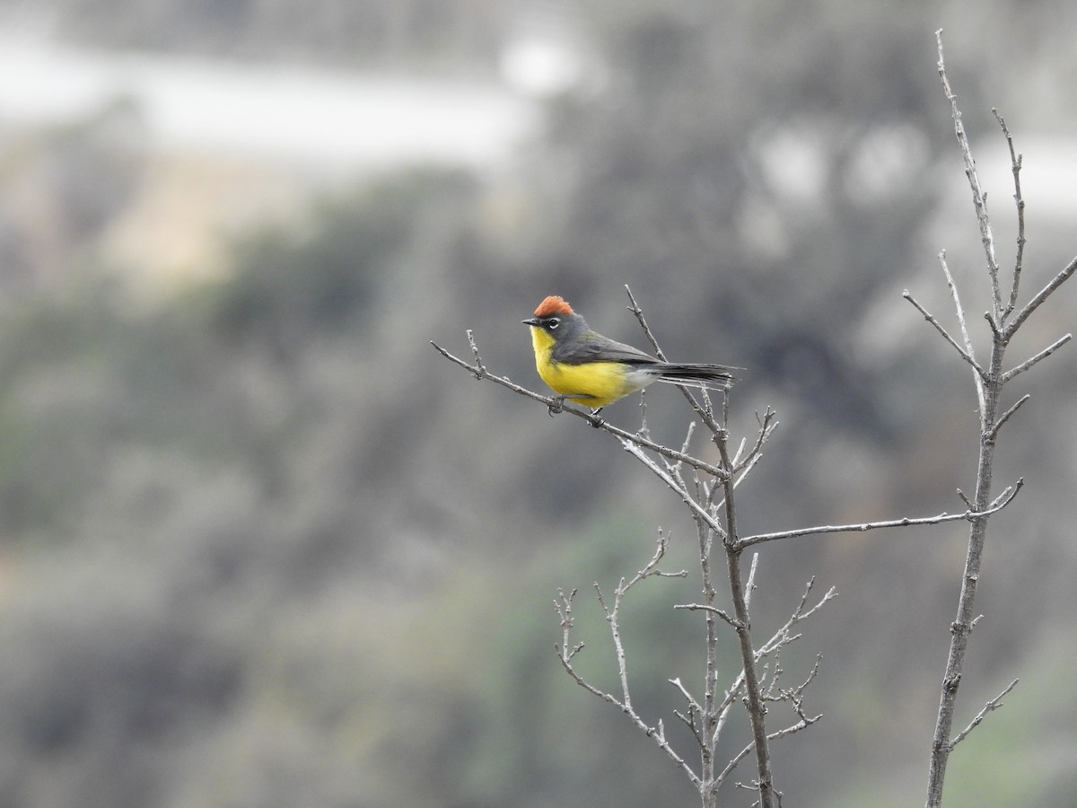 Brown-capped Redstart - ML643505468