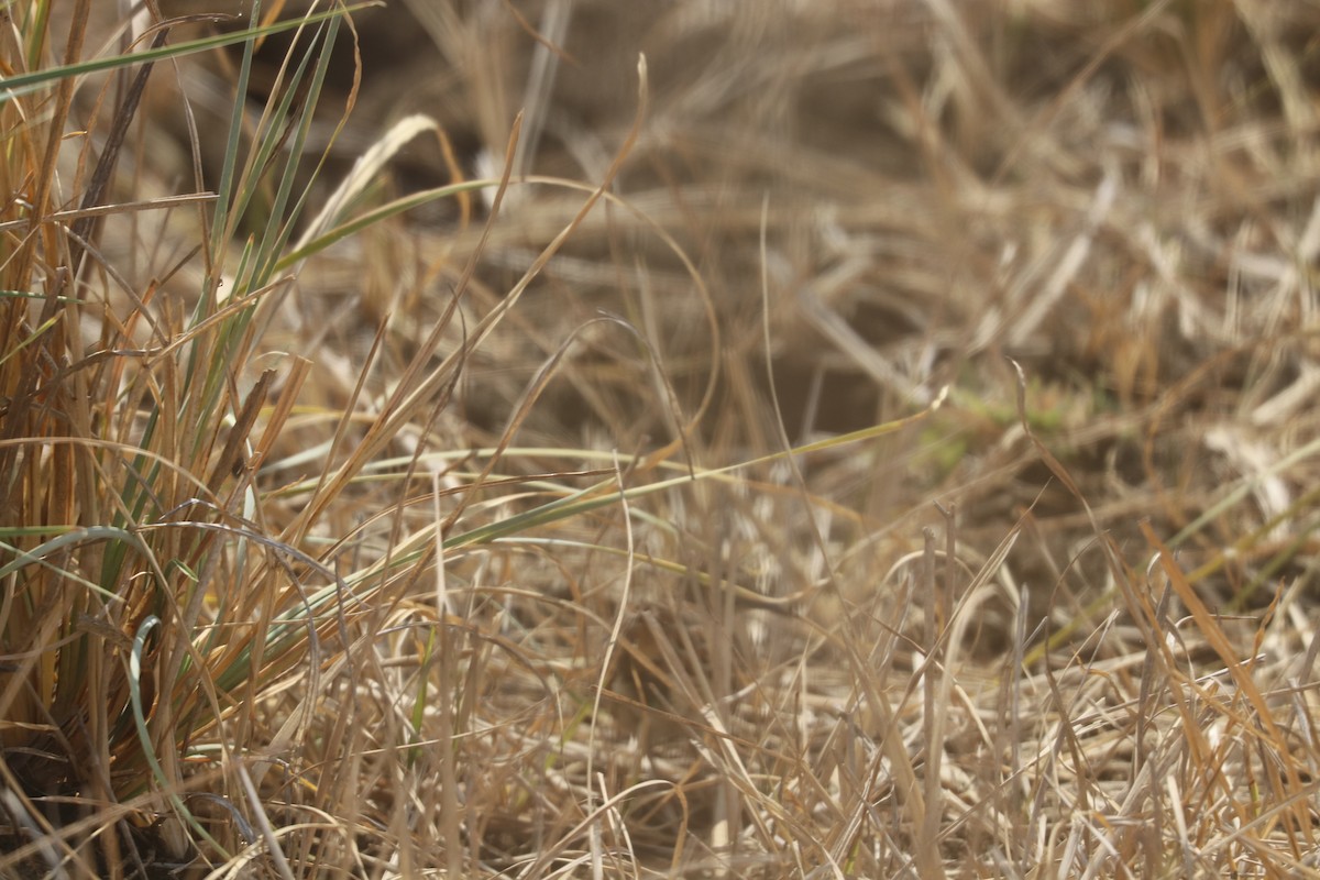 Small Buttonquail - ML643505469