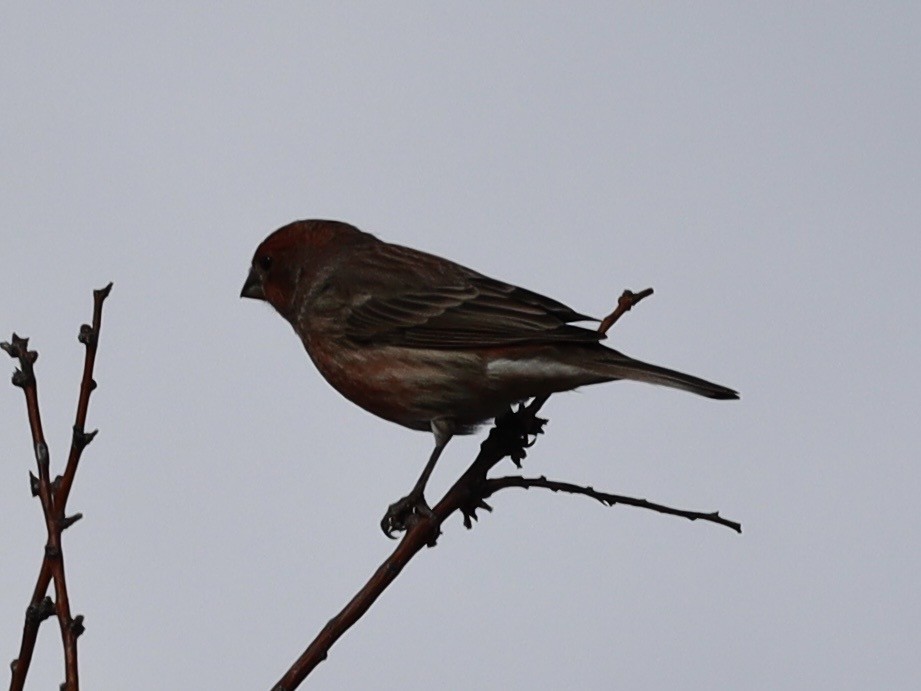 House Finch - ML643505475